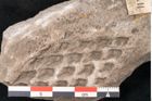 Foto (Detailansicht) von Lepidodendron sp.  (NHMW-GEO-2024-0188-11171)
